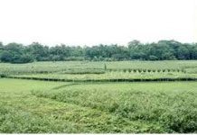 ভাগ্যকুলে মুন্সিগঞ্জ ১ আসনে বিএনপি মনোনীত প্রার্থী শেখ মোহাম্মদ আব্দুল্লাহ কে বিজয়ের লক্ষে নির্বাচনী জনসভা