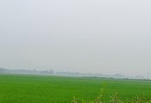 সবুজ গালিচায় মোড়ানো সৌন্দর্যের অপার লীলাভূমি মুন্সিগঞ্জের আড়িয়াল বিল